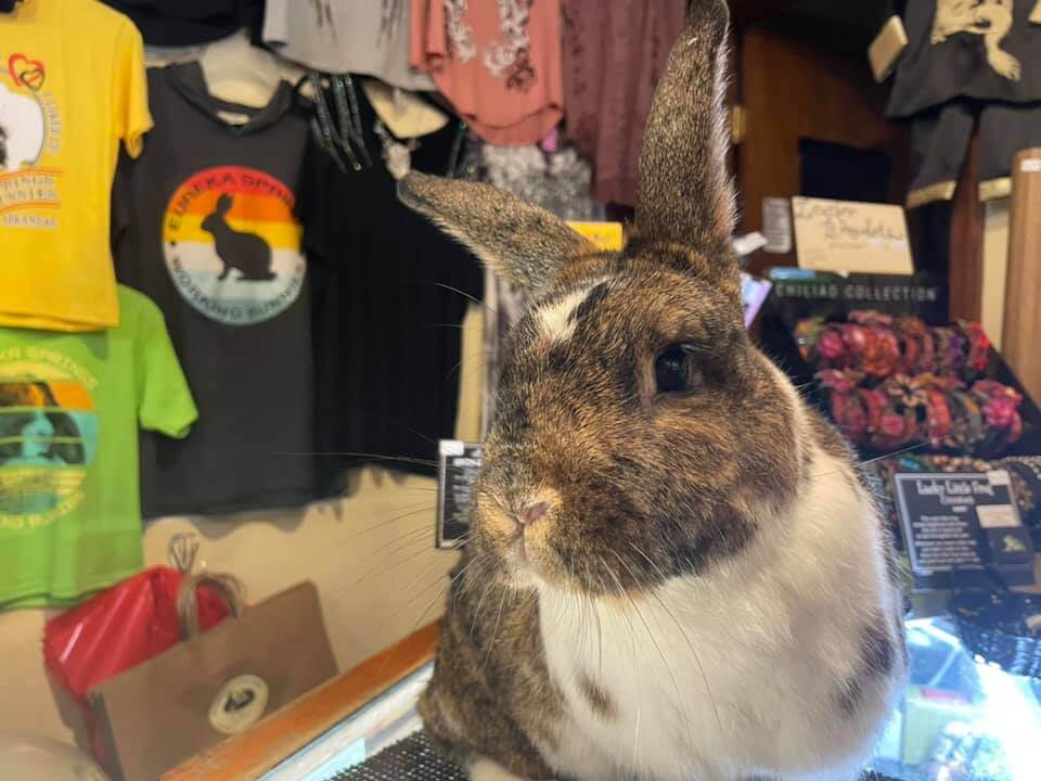 Working rabbit at the East By West checkout counter with store merchandise in Eureka Springs, Arkansas