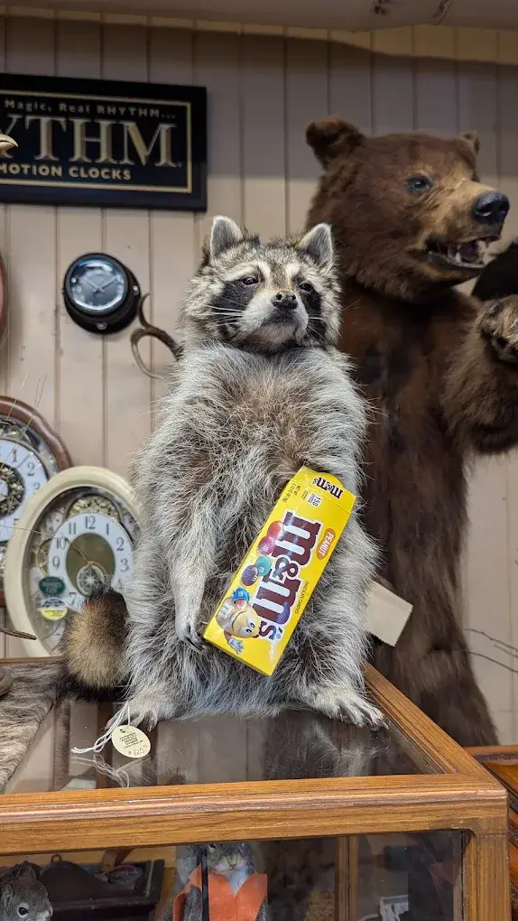 Taxidermy raccoon and bear display inside Mud Street Store in Eureka Springs, Arkansas