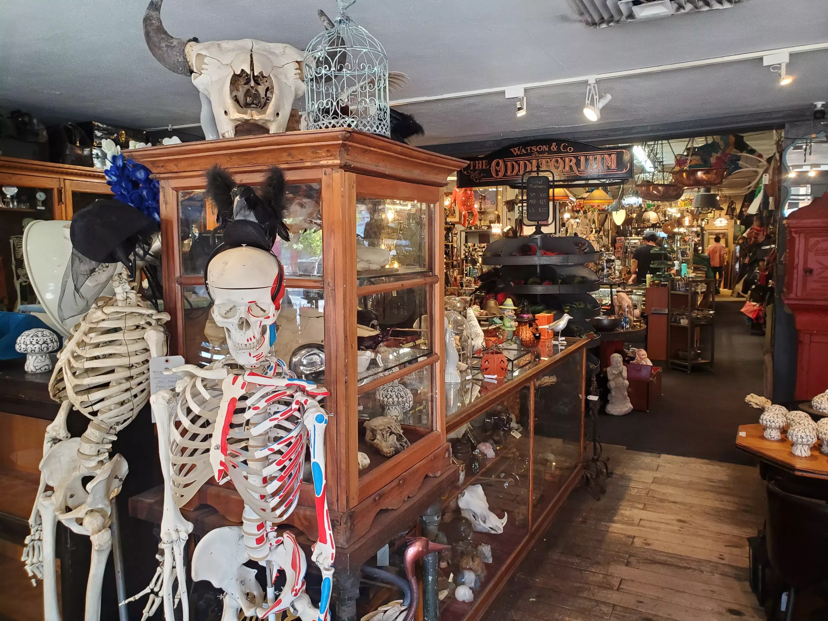 Dense interior of The Oddemporium with skeletons, oddities, antiques, and display cases